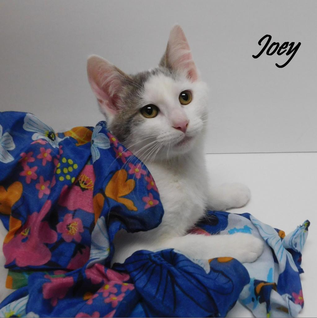 Joey