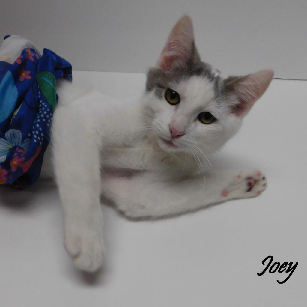 Joey