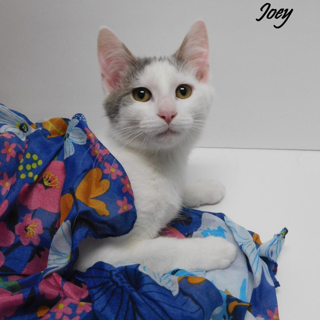 Joey