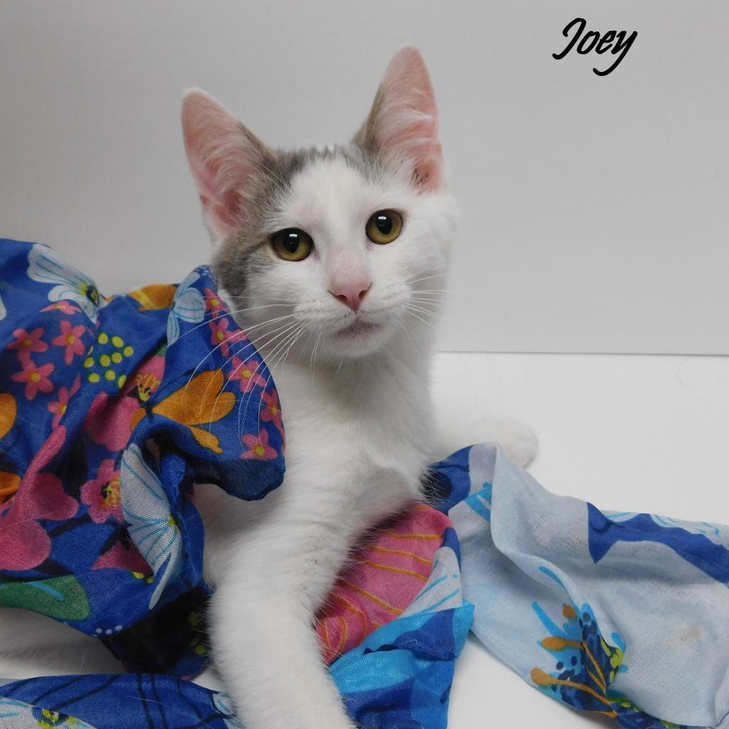 Joey