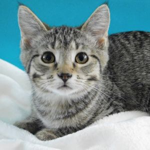 Emory, Baby Female Domestic Short Hair