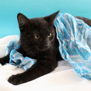 Noah, Baby Male Domestic Short Hair
