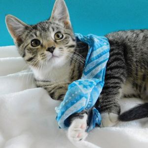 Harper, Baby Male Domestic Short Hair