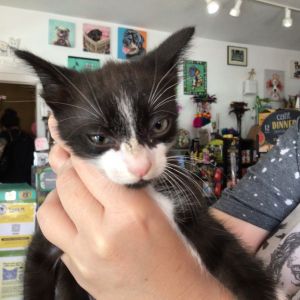 Apple Domestic Short Hair Cat