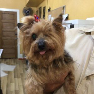 Roxie Yorkshire Terrier Dog