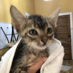 Goji Domestic Short Hair Cat