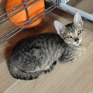 Goji, Baby Female unknown