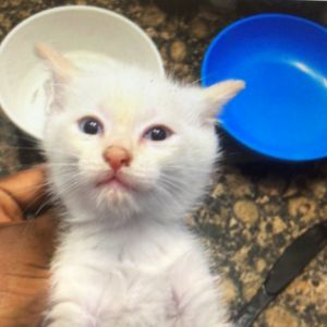 Phantom Domestic Short Hair Cat