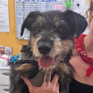 Scarlett Schnauzer Dog