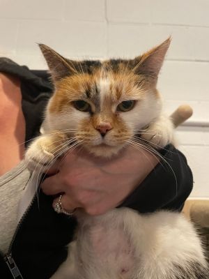 Bunny, Senior Female Domestic Short Hair