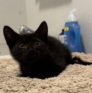 Mr. Tibs