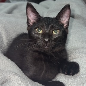 Clyde