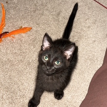 Clyde 2