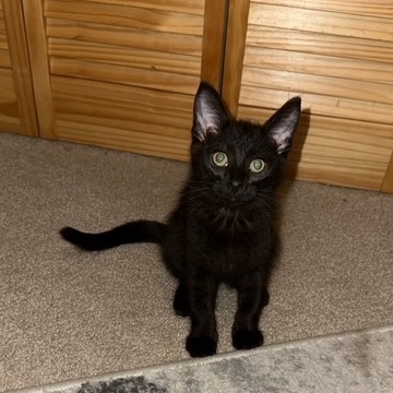 Clyde 3