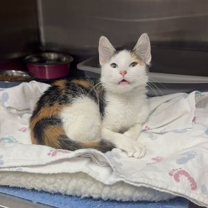 Jolene CI 19, Baby Female Domestic Short Hair