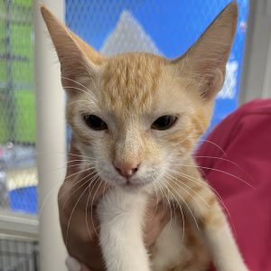 Tomasa, Baby Female Domestic Short Hair
