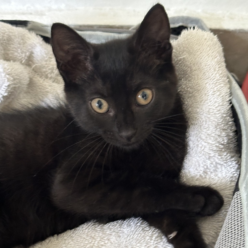Cecilia, an adoptable Domestic Short Hair in Guaynabo, PR, 00969 | Photo Image 1