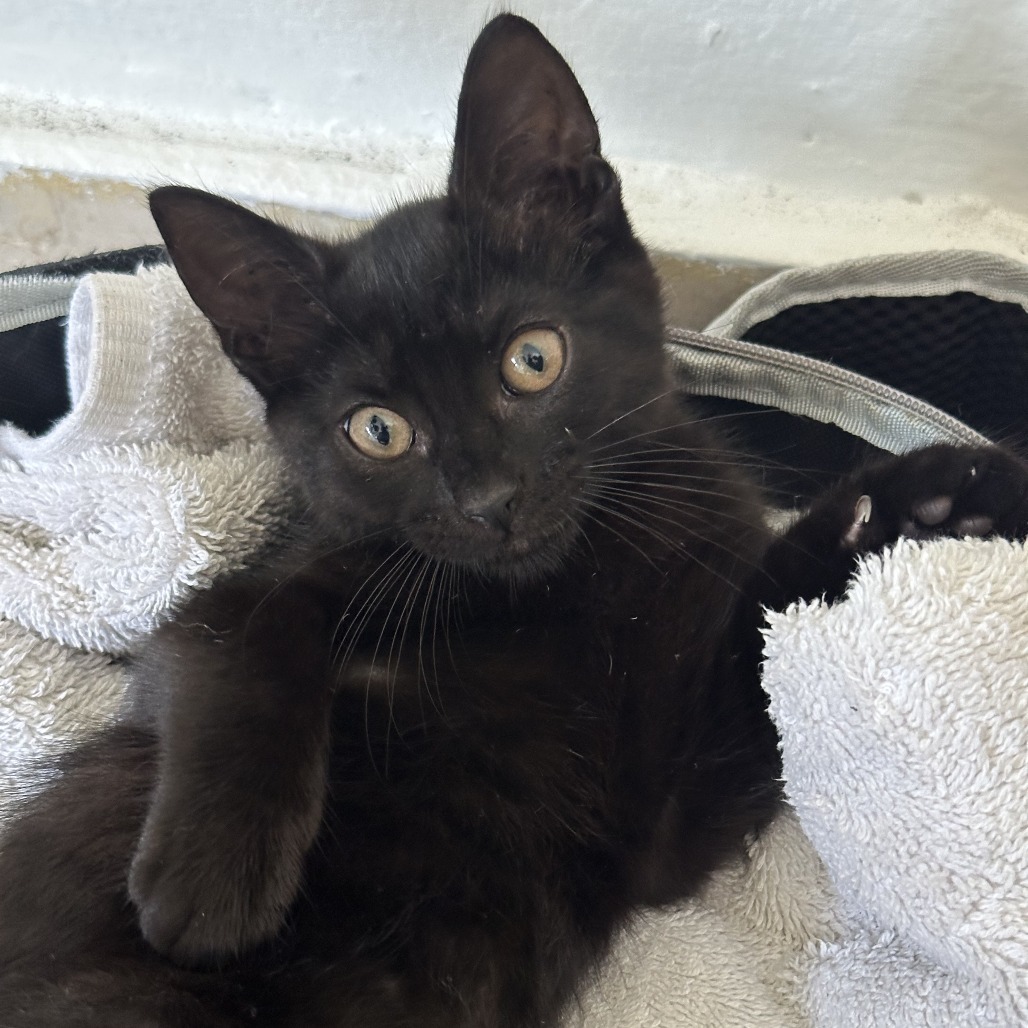 Cecilia, an adoptable Domestic Short Hair in Guaynabo, PR, 00969 | Photo Image 2