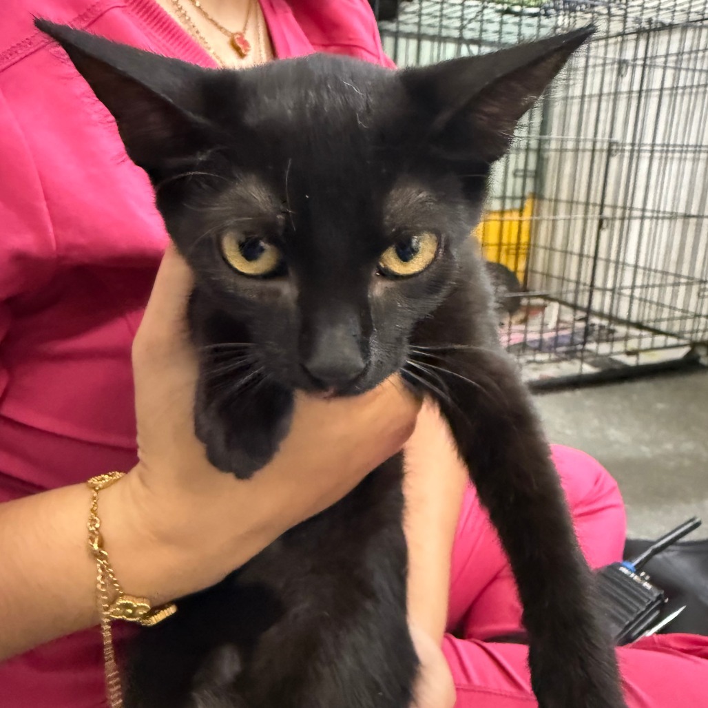 Cecilia, an adoptable Domestic Short Hair in Guaynabo, PR, 00969 | Photo Image 3