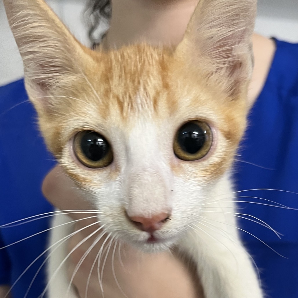 Tom, an adoptable Domestic Short Hair in Guaynabo, PR, 00969 | Photo Image 1