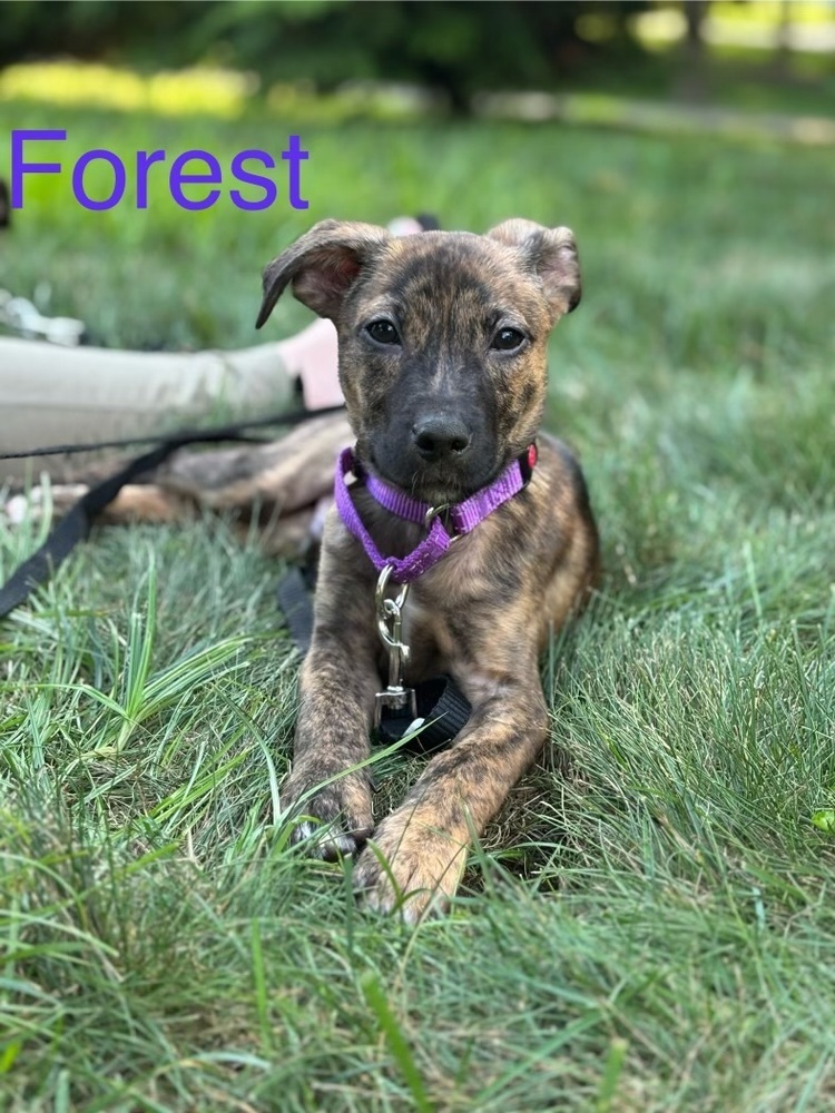 Forest (Fern Litter)