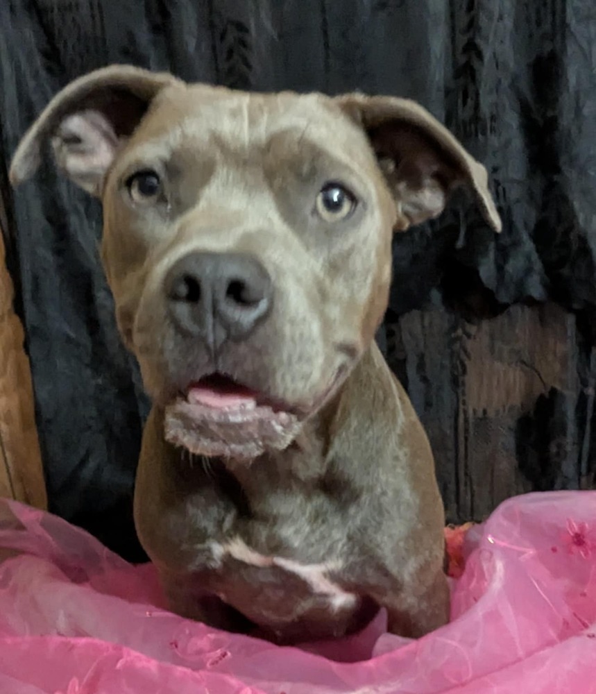 Willow the Warmhearted