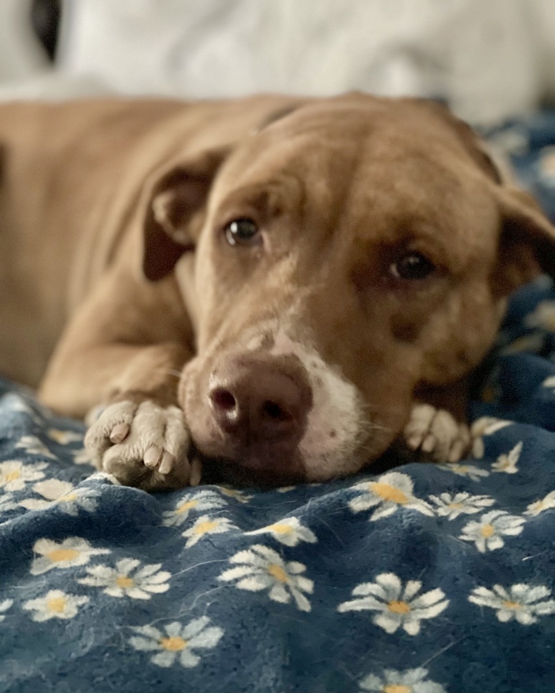 Luna the Love