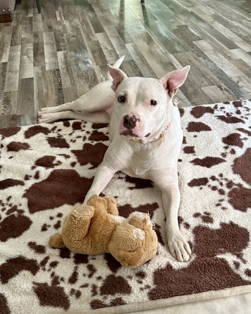 Snow the Smiley