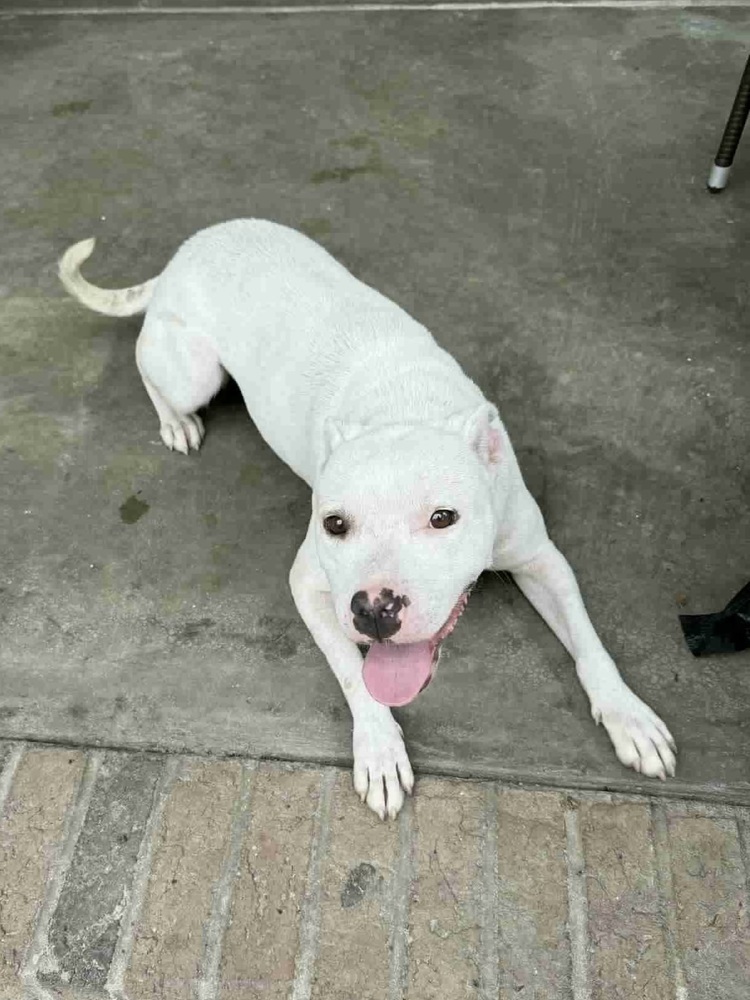 Snow the Smiley