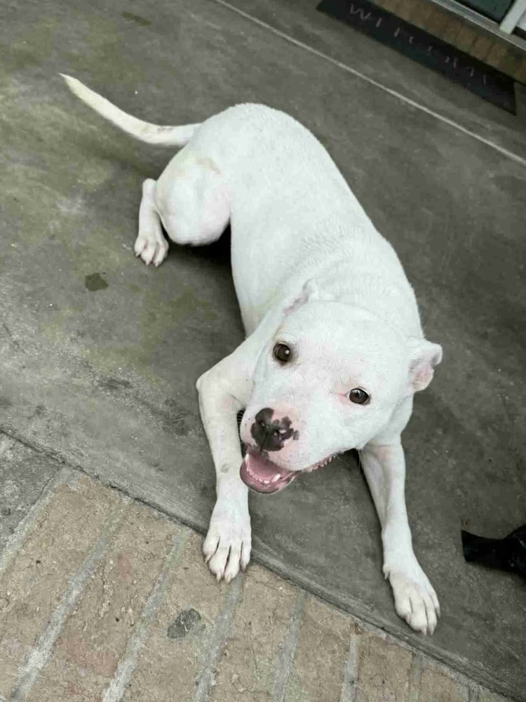 Snow the Smiley