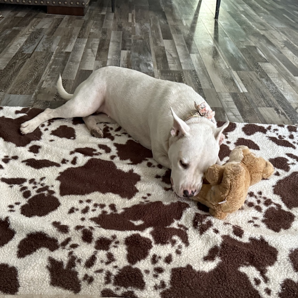 Snow the Smiley