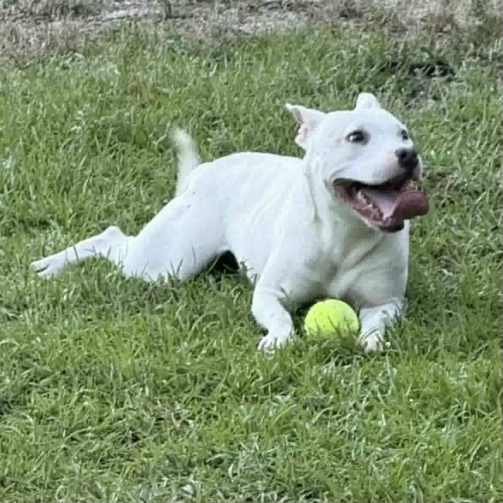 Snow the Smiley