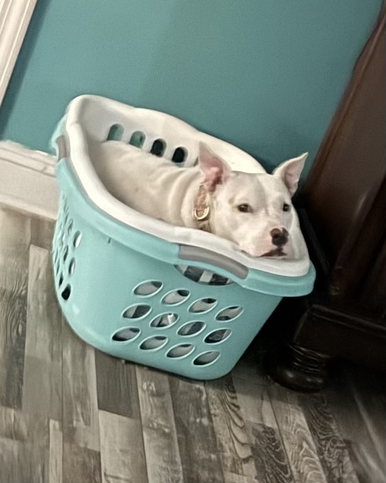 Snow the Smiley