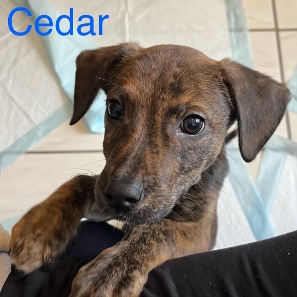 Cedar (Fern Litter)