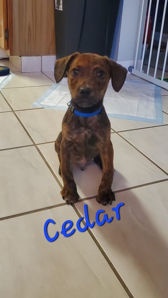 Cedar (Fern Litter)