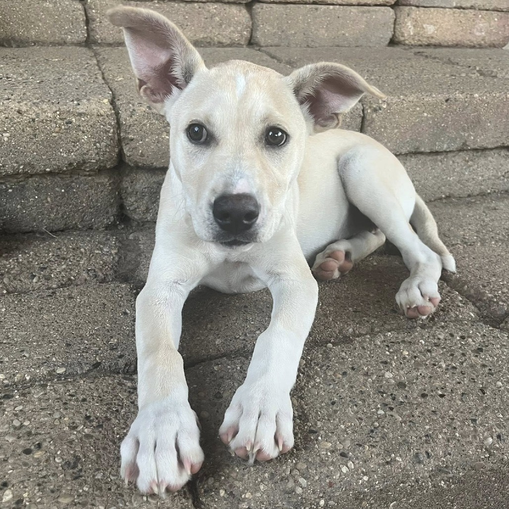 Blossom (Foster)