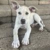 Blossom (Foster) photo 1