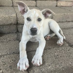 Blossom (Foster)