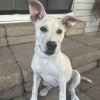 Blossom (Foster) photo 3