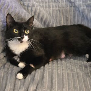 Eleanor, Adult Female unknown