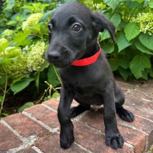 St. Johns, Baby Male Labrador Retriever