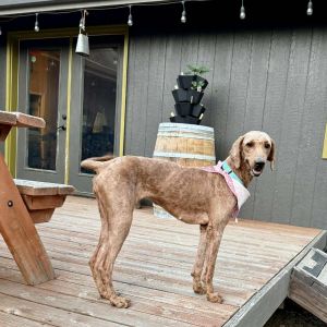 58518/Marigold, Adult Female Standard Poodle