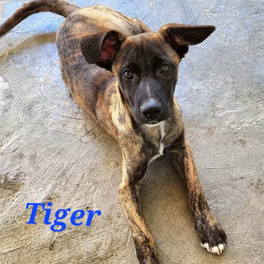Tiger thumbnail 1