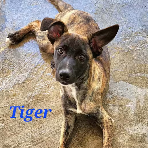 Tiger thumbnail 3