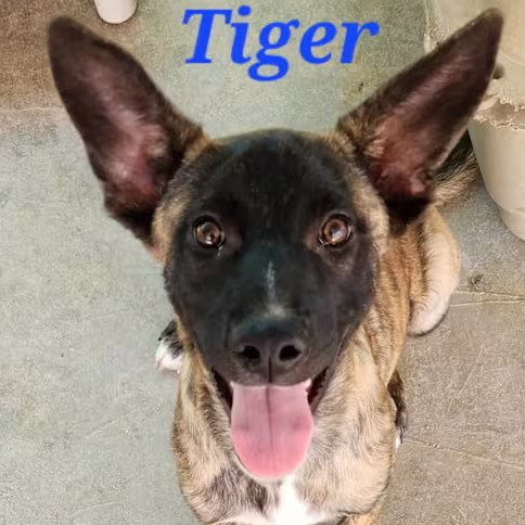 Tiger thumbnail 4