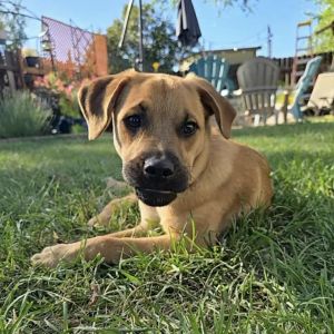 Roro, Baby Male Mixed Breed