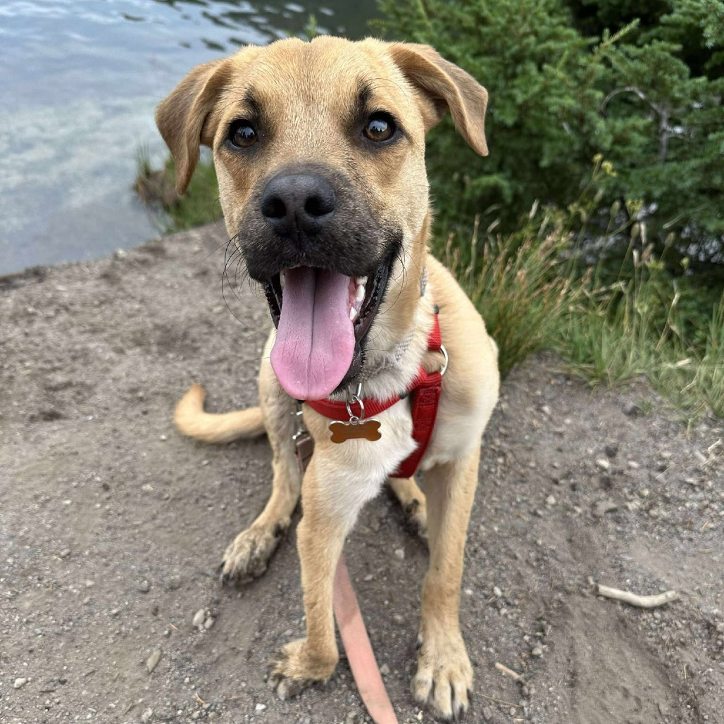 Roro, an adoptable Mixed Breed in Bend, OR, 97702 | Photo Image 1