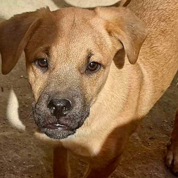 Roro, an adoptable Mixed Breed in Bend, OR, 97702 | Photo Image 2