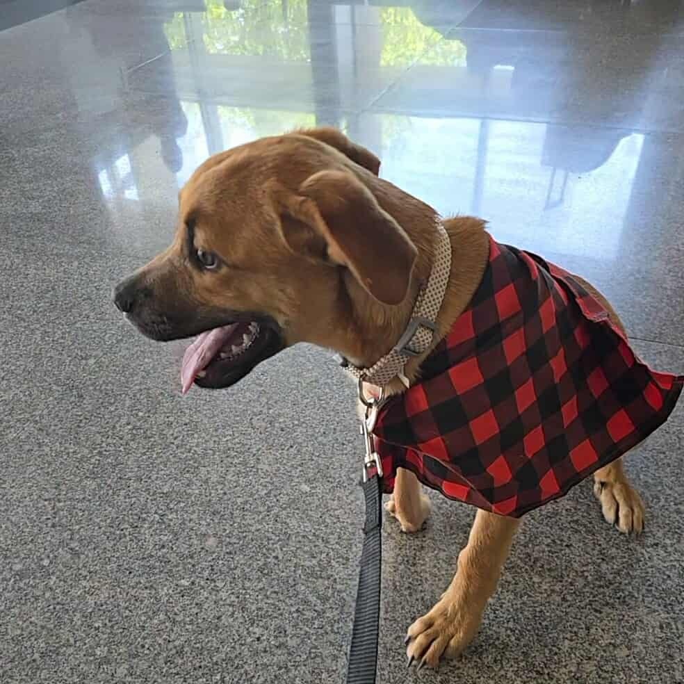 Roro, an adoptable Mixed Breed in Bend, OR, 97702 | Photo Image 5