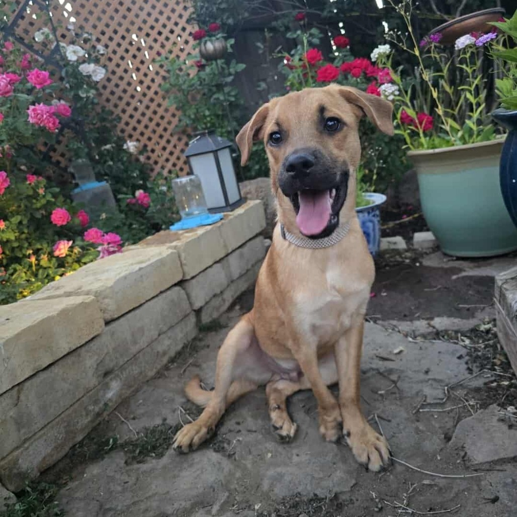 Roro, an adoptable Mixed Breed in Bend, OR, 97702 | Photo Image 6